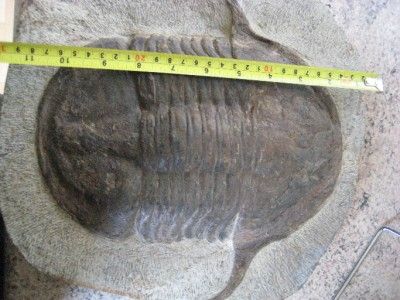 Asaphellus Stubbsi Trilobite   Lower Ordovician Morocco  