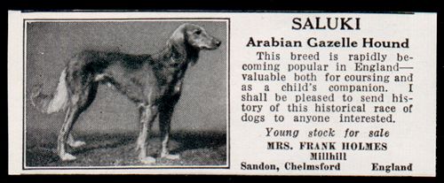 Saluki 1927 AD Arabian Gazelle Hound Dog Mrs Holmes Chelmsford England 