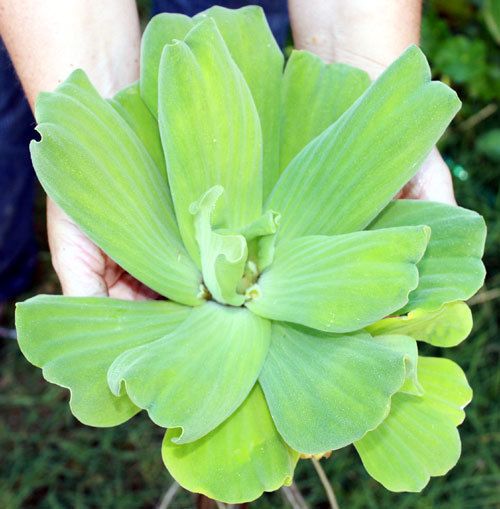 Water Lettuce Floating Pond Plants Healthy Oxygenator and Clarifyer 