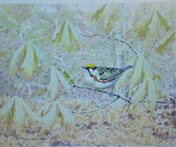 DAVID PLANK ORG W.C. PAINTING .C NUT WARBLER SONG BIRD  