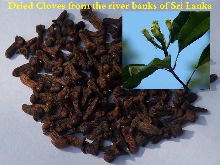   cloves can be used in cooking either whole or in a ground form but