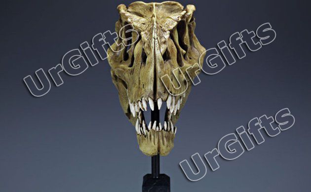 Replica Dinosaur Fossil Tyrannosaurus Skull T Rex NEW  