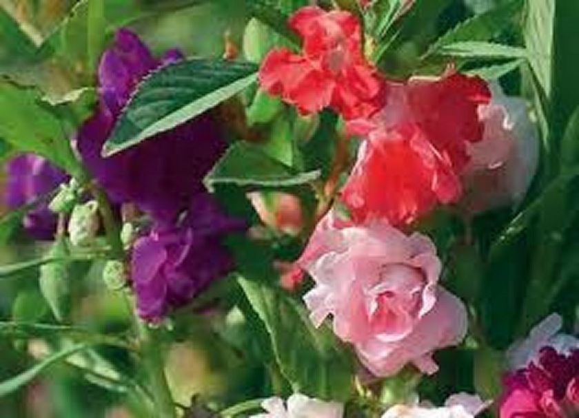 Balsam camelia mix  (impatiens balsamina) 25 seeds  