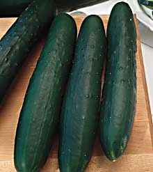 Cucumber, Burpee Burpless, 30 Seeds, Vegetable Seed  