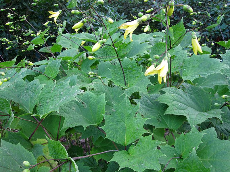 KIRENGESHOMA~YELLOW WAX BELLS PLANT~HARDY5 9,LIKES PARTIAL SHADE,RARE 