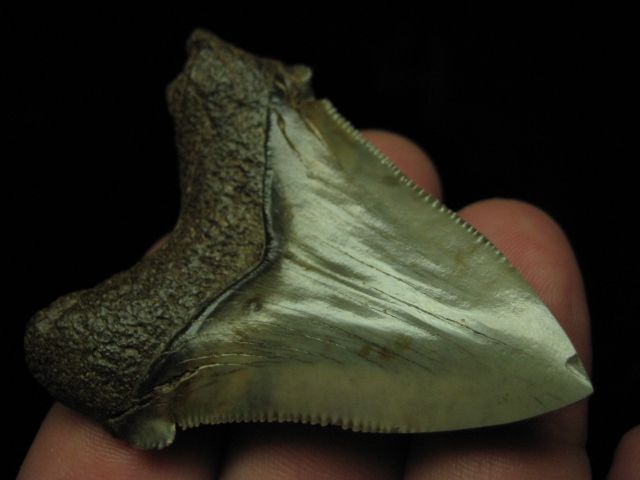 ANGUSTIDENS SHARK Tooth Megalodon Teeth SCUBA SC  