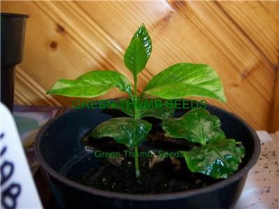 Coffea Nana, Grow your own beans 10 FRESH SEEDS(T0003)  