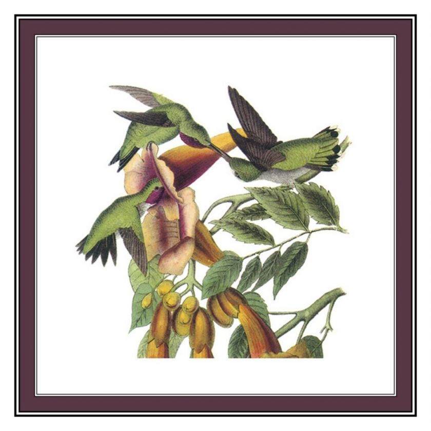 Naturalist Audubon Bird Ruby Hummingbird Counted Cross Stitch Chart 