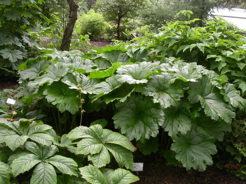 DARMERA UMBRELLA PLANT 24 LEAVES,INDIAN RHUBARB,HARDY5 7,LIKES 